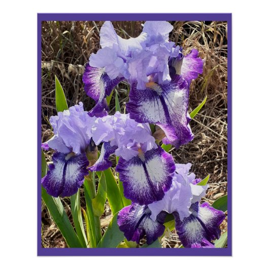 Purple Flowers Floral Iris Irises Moederdag Kaart Perfect Poster (Voorkant)