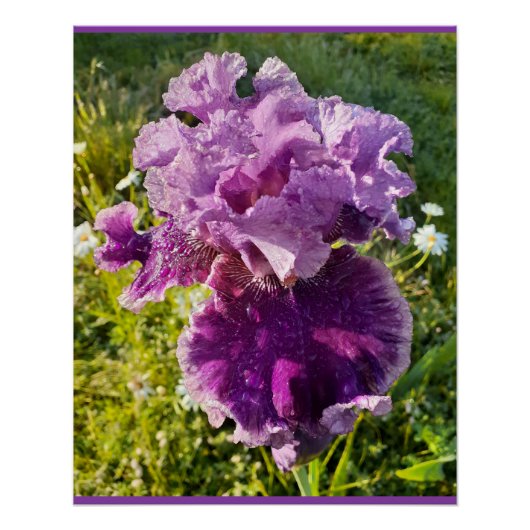 Purple Flowers Floral Iris Irises Moederdag Kaart Perfect Poster (Voorkant)