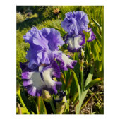 Purple Flowers Floral Iris Irises Mothers Day Perfect Poster (Voorkant)