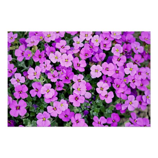 Purple Flowers Garden Perfect Poster (Voorkant)