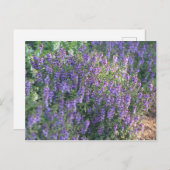 Purple Flowers in the Sunlight Briefkaart (Voorkant / Achterkant)