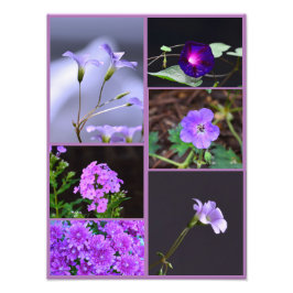 Purple Flowers Photo Collage Foto Afdruk