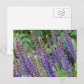 Purple  flowers postcard briefkaart (Voorkant / Achterkant)