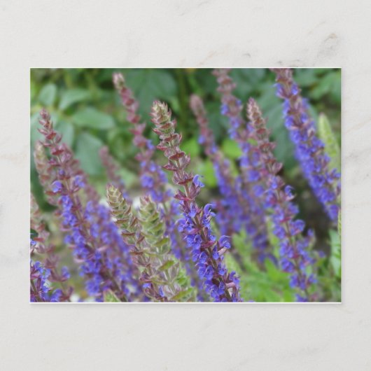 Purple  flowers postcard briefkaart (Voorkant)
