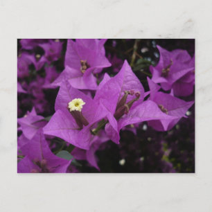 Purple flowers Postcard Briefkaart