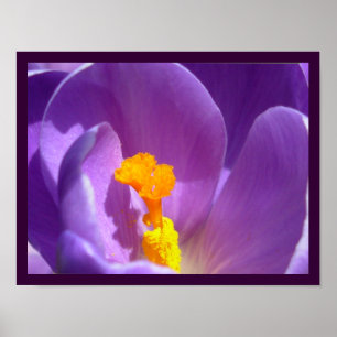 Purple Flowers print Blue Crocus Poster Decor