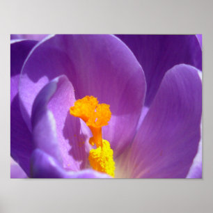 Purple Flowers print Blue Crocus Print Decor