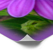 Purple Flowers print Blue Daisies Art Poster (Hoek)