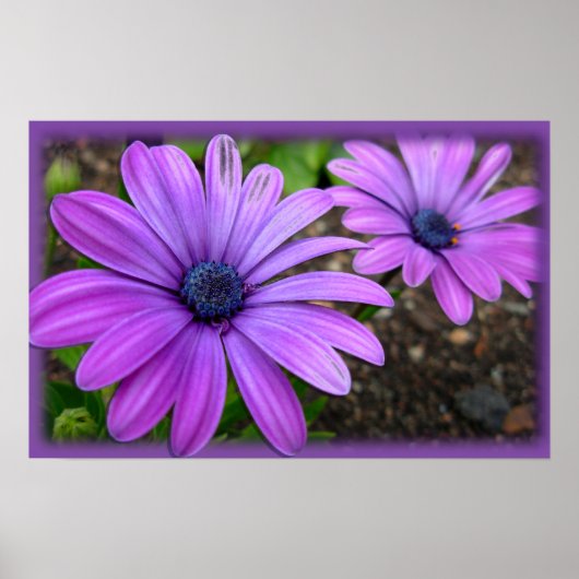 Purple Flowers print Blue Daisies Art Poster (Voorkant)