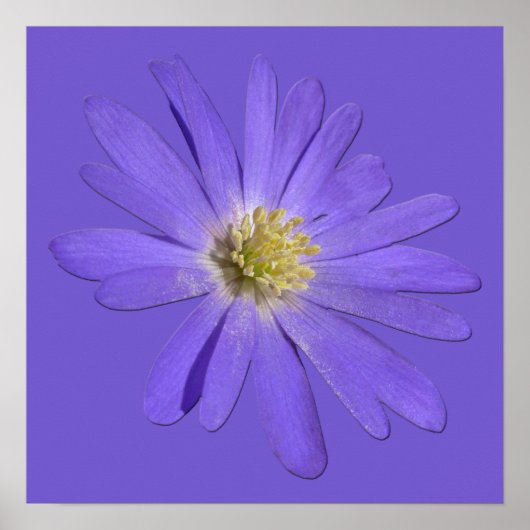 Purple Flowers print Blue Daisies Art Poster (Voorkant)