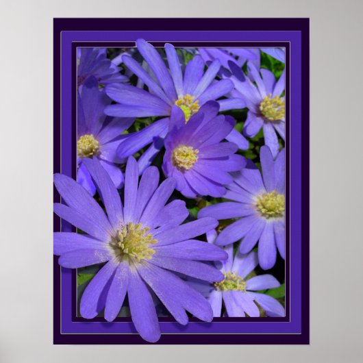 Purple Flowers print Blue Daisies Art Poster (Voorkant)