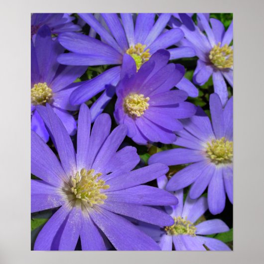 Purple Flowers print Blue Daisies Art Poster Print (Voorkant)