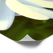 Purple Flowers Print Classic Daisies Poster Print (Hoek)