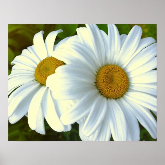 Purple Flowers Print Classic Daisies Poster Print (Voorkant)