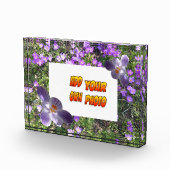 Purple Flowers striped Crocuses Cust. Fotoblok (Rechts)