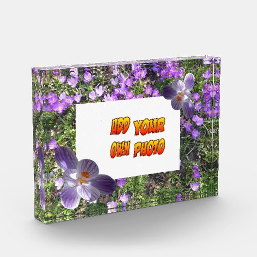 Purple Flowers striped Crocuses Cust. Fotoblok (Links)