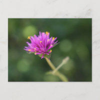 Purple Flowers Summer Natuur Fotografie Floral