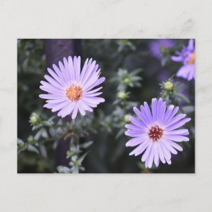 Purple Flowers Summer Natuur Fotografie Floral Briefkaart