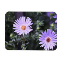 Purple Flowers Summer Natuur Fotografie Floral