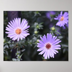 Purple Flowers Summer Natuur Fotografie Floral Poster
