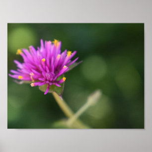 Purple Flowers Summer Natuur Fotografie Floral Poster