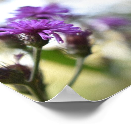 Purple Flowers Summer Natuur Fotografie Floral Poster (Hoek)
