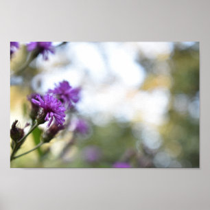 Purple Flowers Summer Natuur Fotografie Floral Poster