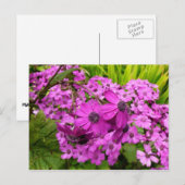 Purple Flowers uit San Francisco Briefkaart (Voorkant / Achterkant)