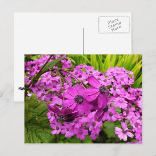 Purple Flowers uit San Francisco Briefkaart (Voorkant / Achterkant)