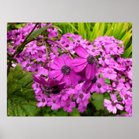Purple Flowers uit San Francisco Poster (Voorkant)