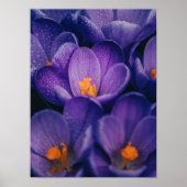 Purple Flowers Wall Art | Paarse Lotus Flower Poster (Voorkant)