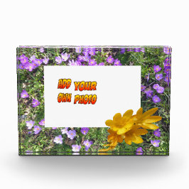 Purple Flowers Yellow Crocuses Cust. Fotoblok