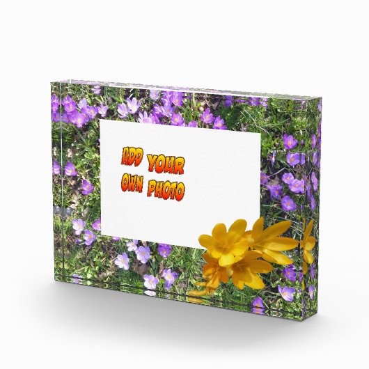 Purple Flowers Yellow Crocuses Cust. Fotoblok (Rechts)