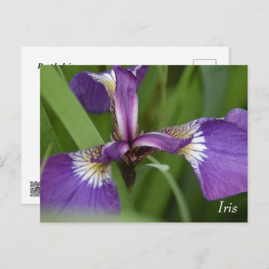 Purple iris flower briefkaart (Voorkant / Achterkant)