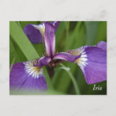 Purple iris flower briefkaart (Voorkant)