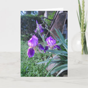 "Purple Iris's" Pasenkaart Kaart
