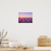 Purple Lavender Fields Poster - Provence France (Keuken)