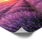 Purple Lavender Fields Poster - Provence France (Hoek)