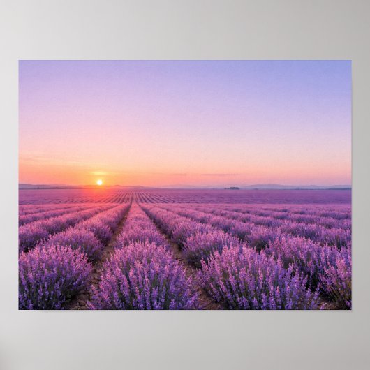 Purple Lavender Fields Poster - Provence France (Voorkant)