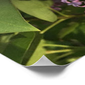 Purple Lilac Poster (Hoek)