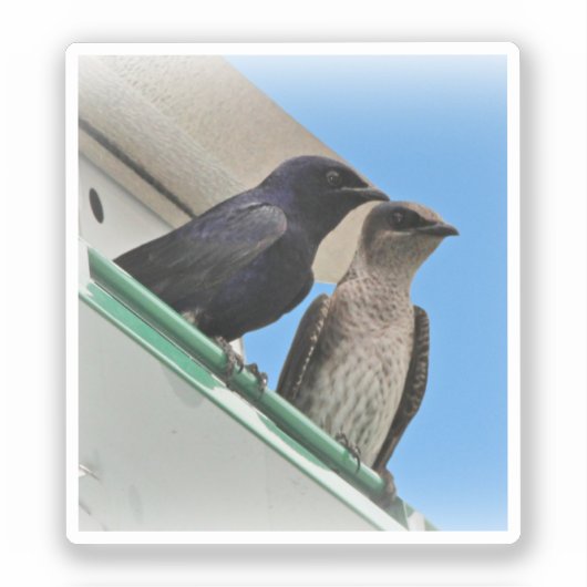Purple Martin Pair Sticker (Voorkant)