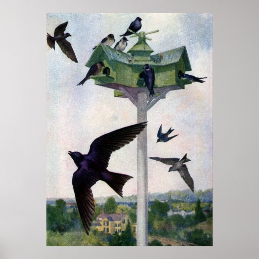 Purple Martins and Their Birdhouse Poster (Voorkant)