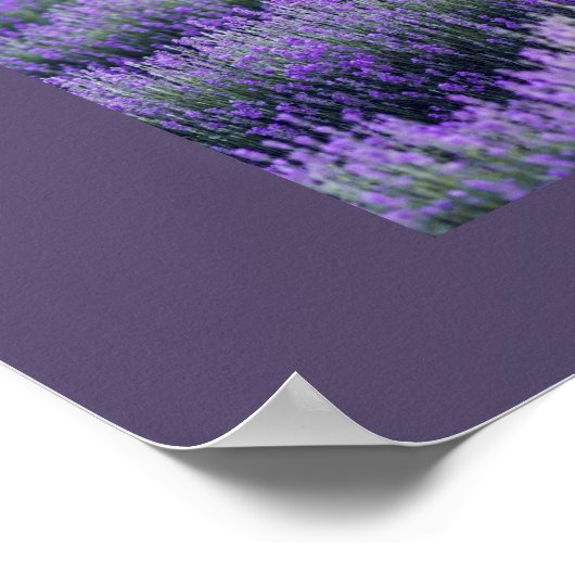 Purple Modern Typography Grad Three Photos Poster (Hoek)