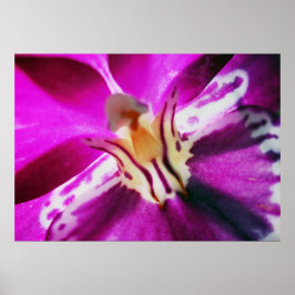 Purple Orchid Poster