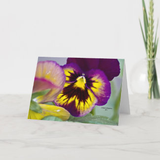 Purple Pansy Kaart