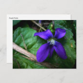 Purple Petals Briefkaart (Voorkant / Achterkant)