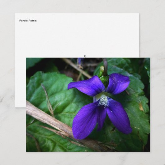 Purple Petals Briefkaart (Voorkant / Achterkant)