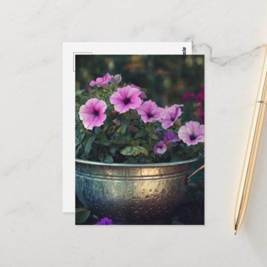 Purple Petunias Briefkaart (Voorkant / Achterkant in situ)