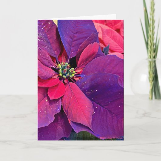 Purple Poinsettias Kaart (Voorkant)