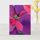 Purple Poinsettias Kaart (Gele Bloem)